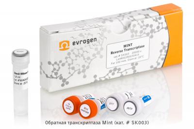 Евроген Обратная транскриптаза Mint, 20000 ед, Россия